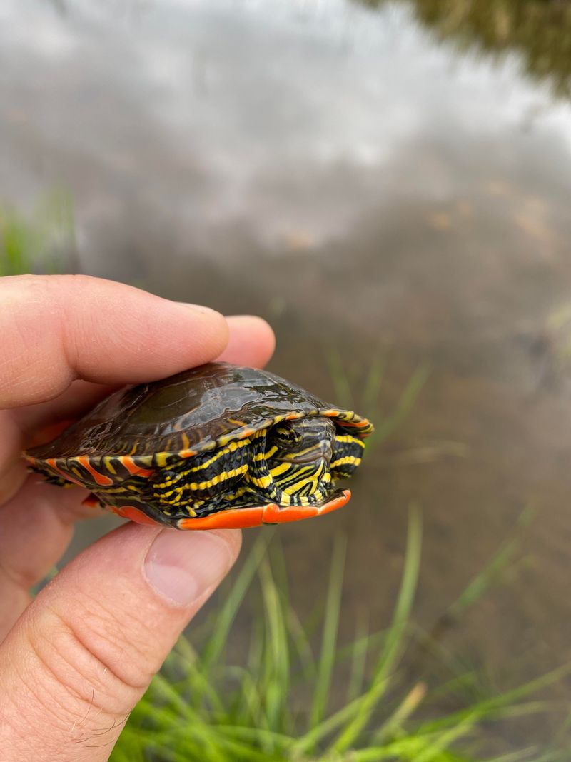 Painted Turtles