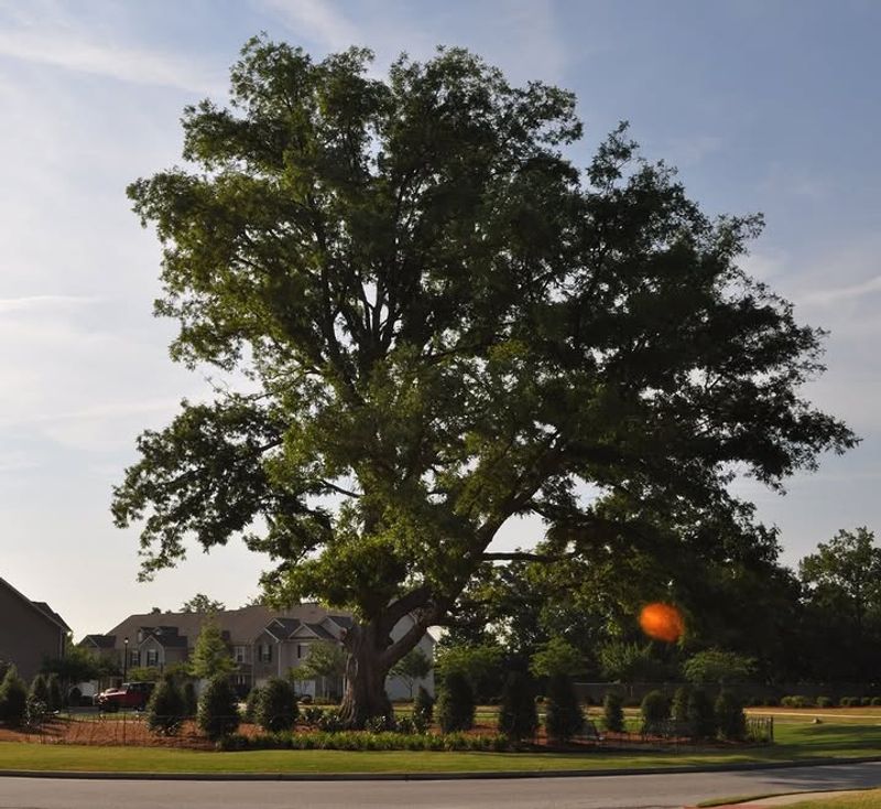 Pecan Tree