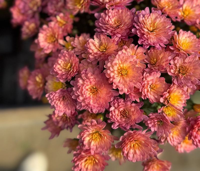 Backyard Gardens That Glow In October Light