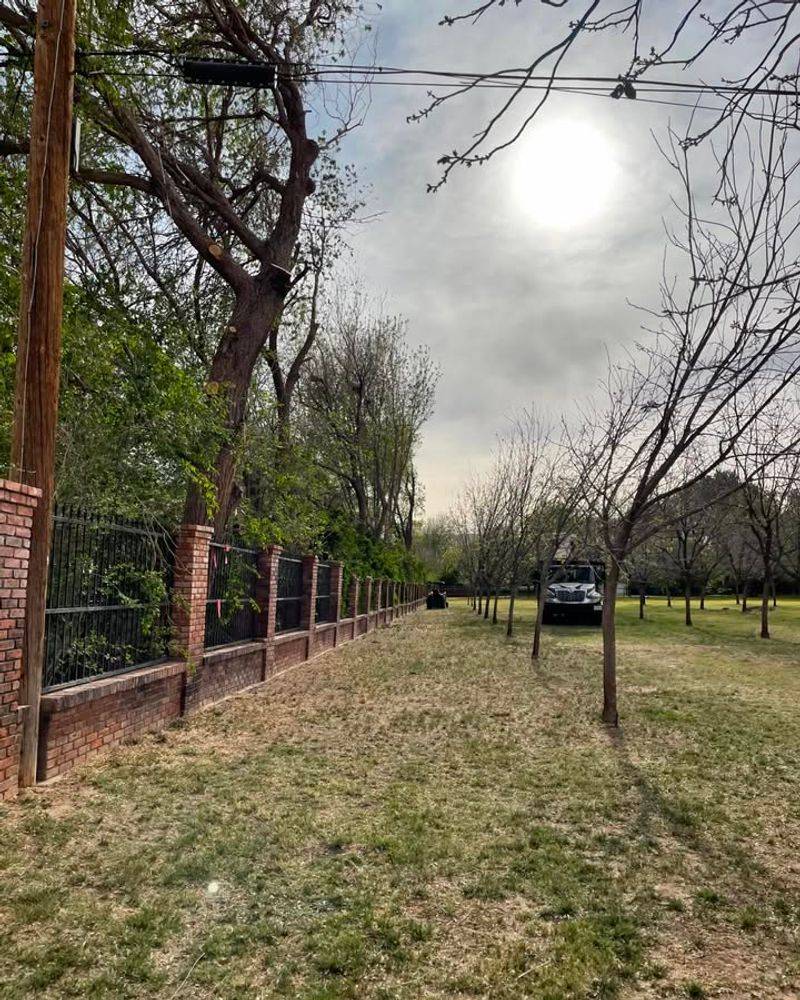 You Can't Force A Neighbor To Remove Their Tree