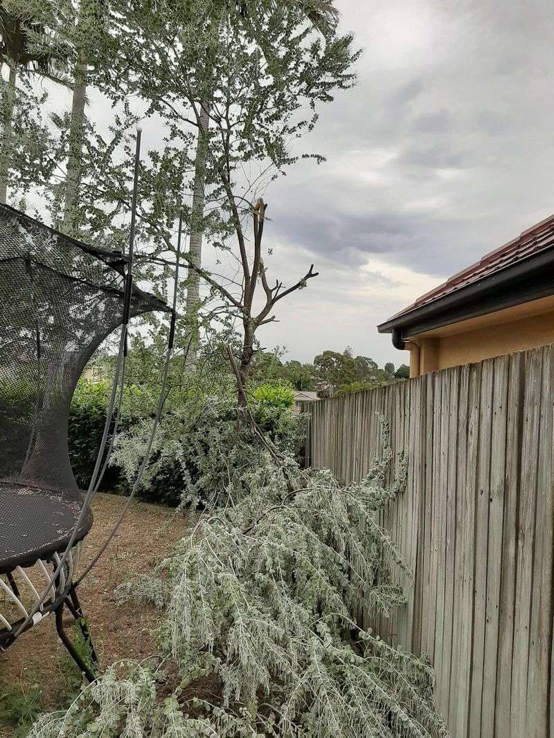 You Have The Right To Trim Overhanging Branches