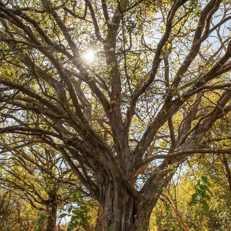 Wildlife Habitat Protection Zones