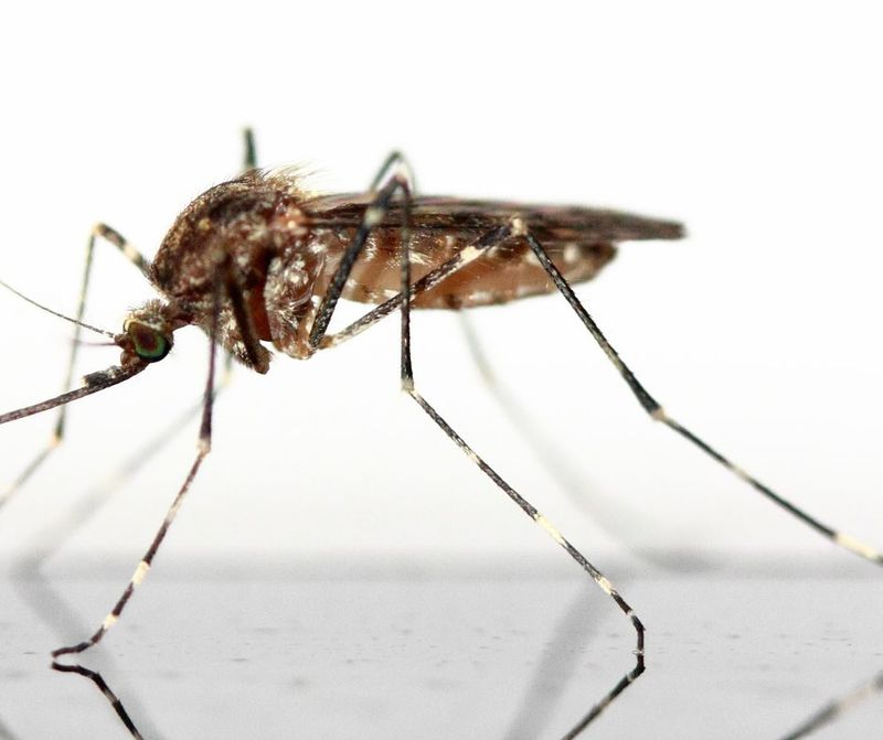Mosquito Carrying West Nile Virus