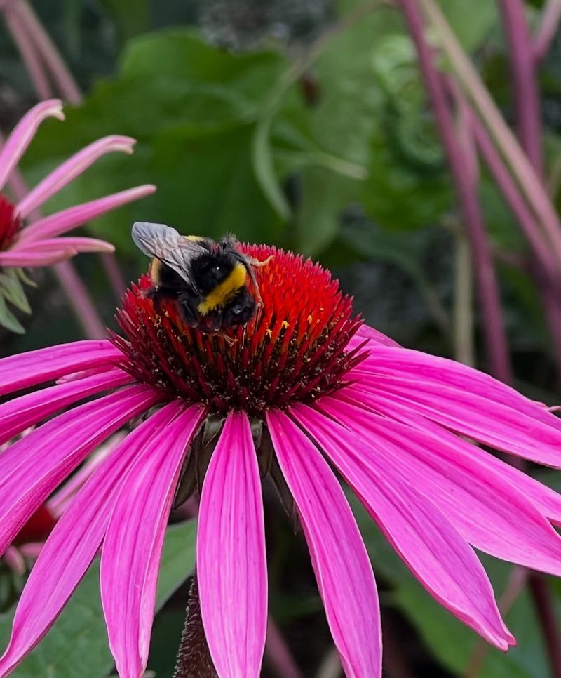 Minimal Pest Problems Mean Healthier Plants And More Butterflies