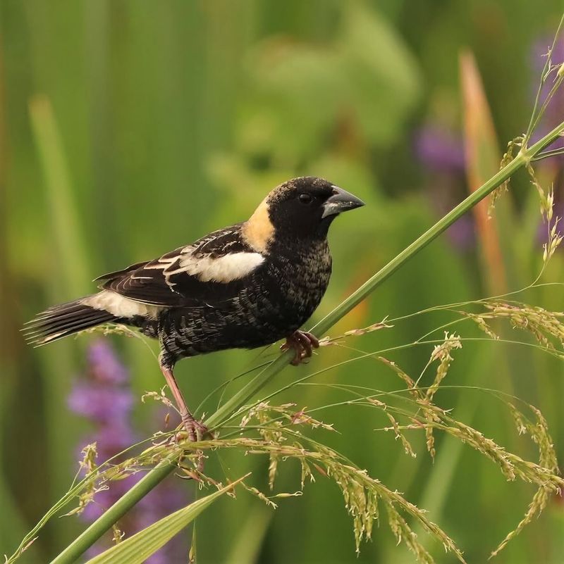 Bobolinks