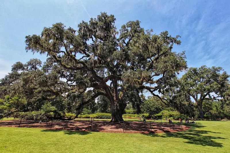 Live Oak