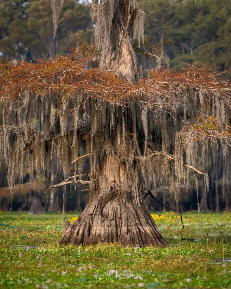 Bald Cypress