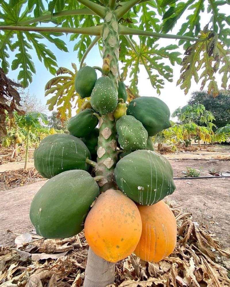 Papaya