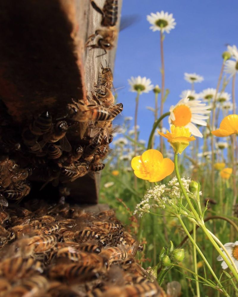 Habitat Destruction And Development