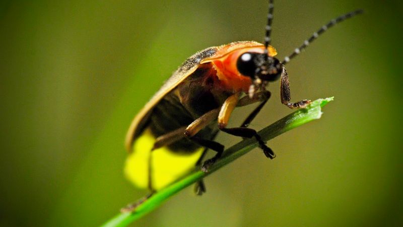 Climate Changes Disrupt Their Life Cycles