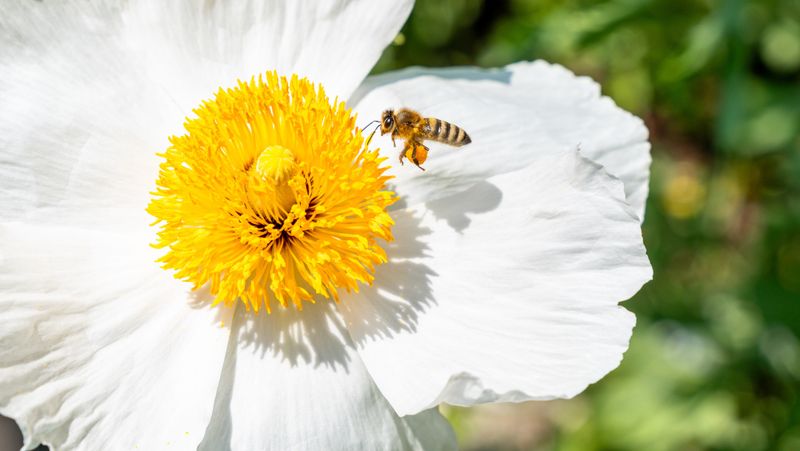 Climate Change Disrupts Bee Behavior