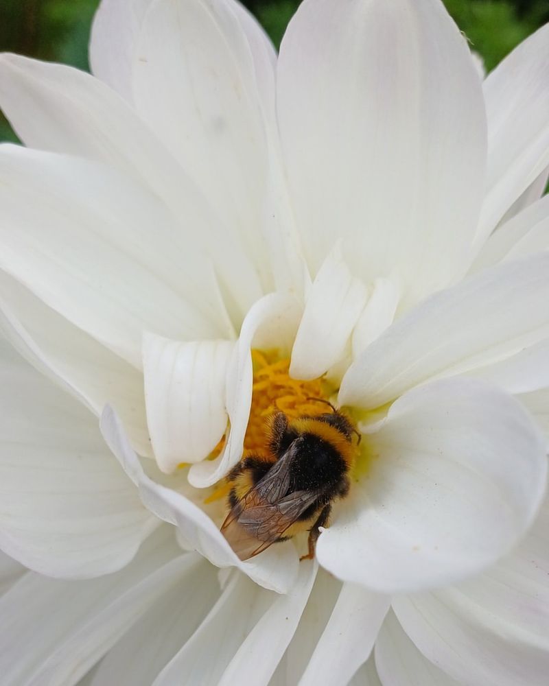 Climate Change Disrupts Blooming Schedules