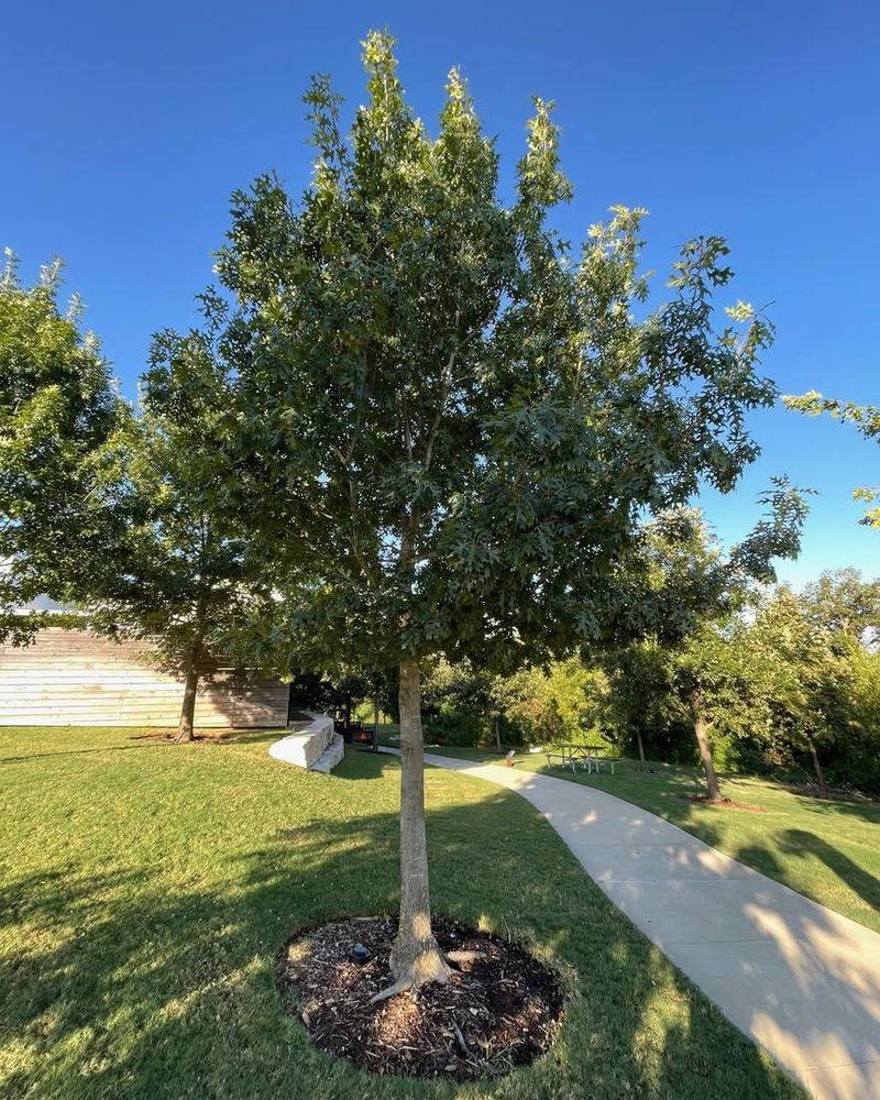 Under Oak Trees Or Large Shade Trees