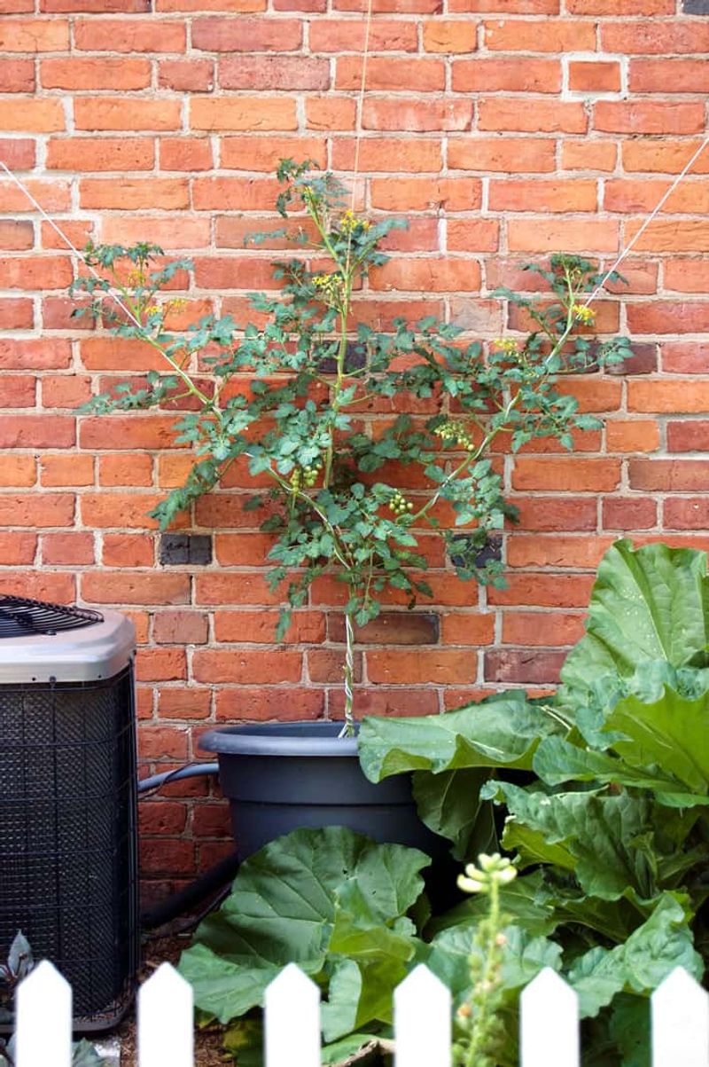 Against South-Facing Brick Or Stone Walls