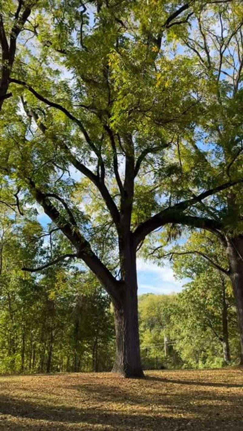 Right Next To Black Walnut Trees