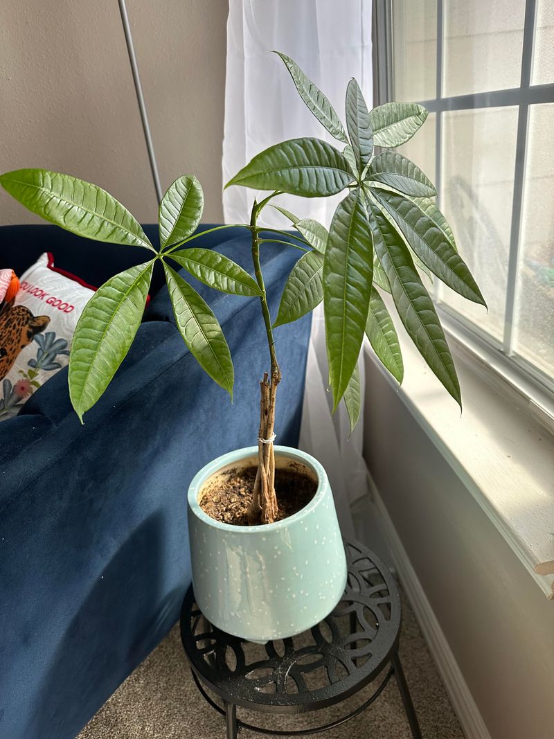 Air-Purifying Benefits For Healthier Homes