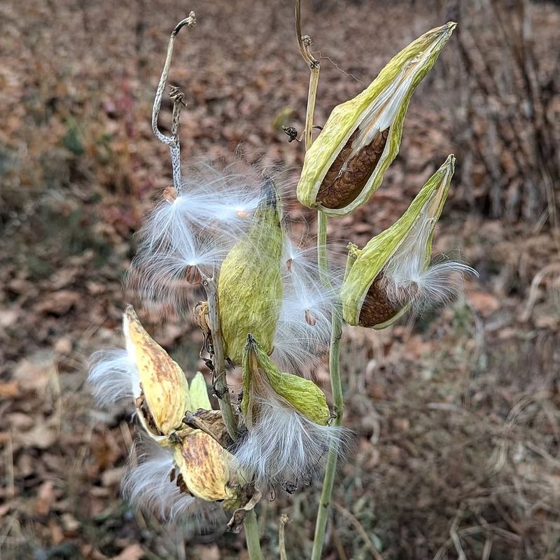Seed Pod Mess Management