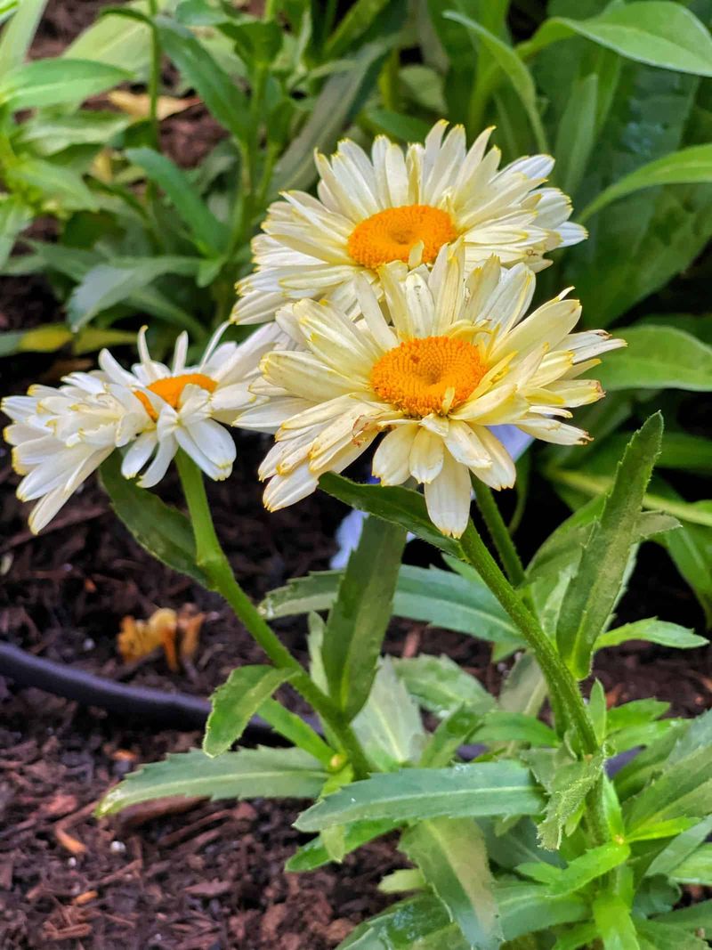 Thrives In Jersey's Challenging Soils