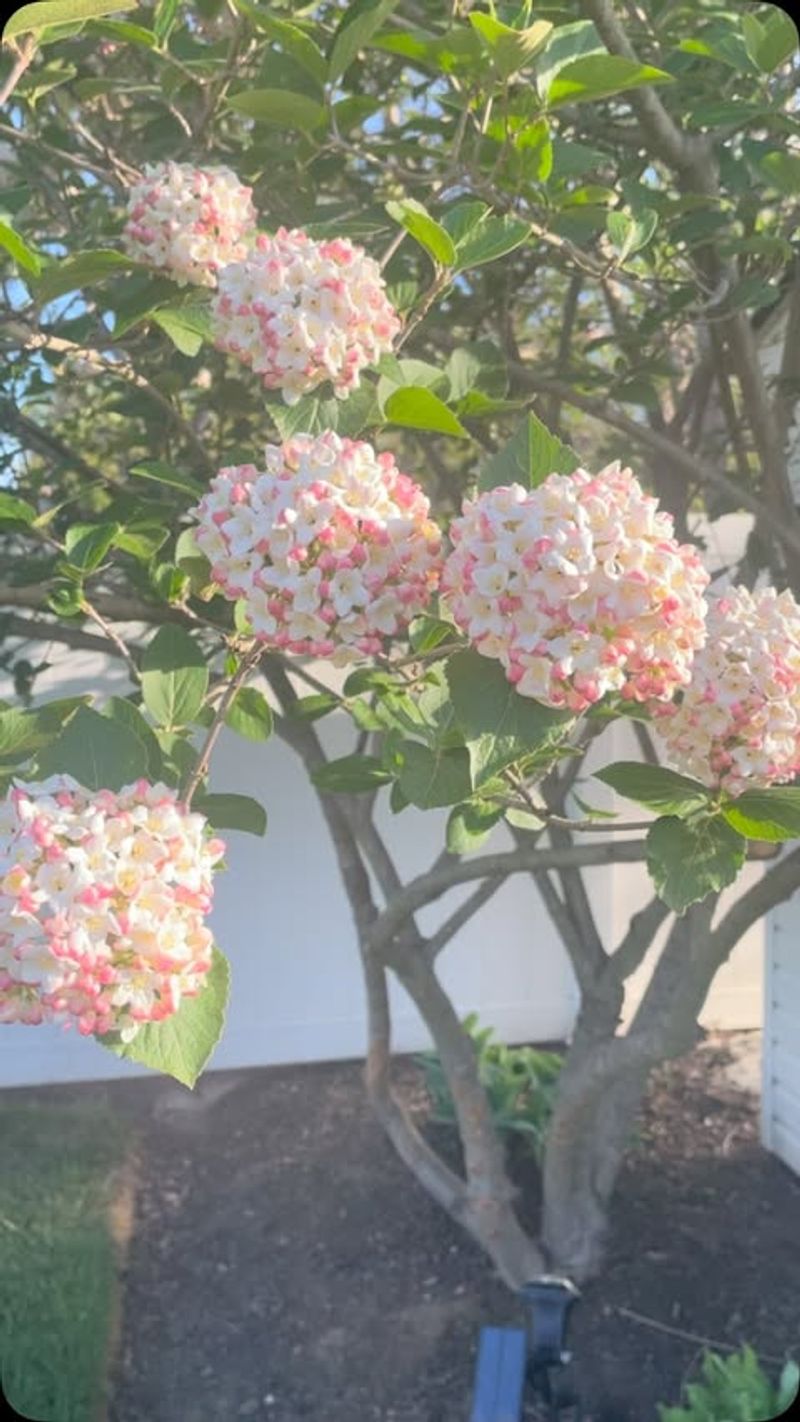 Attracts Pollinators To Support Local Ecosystems