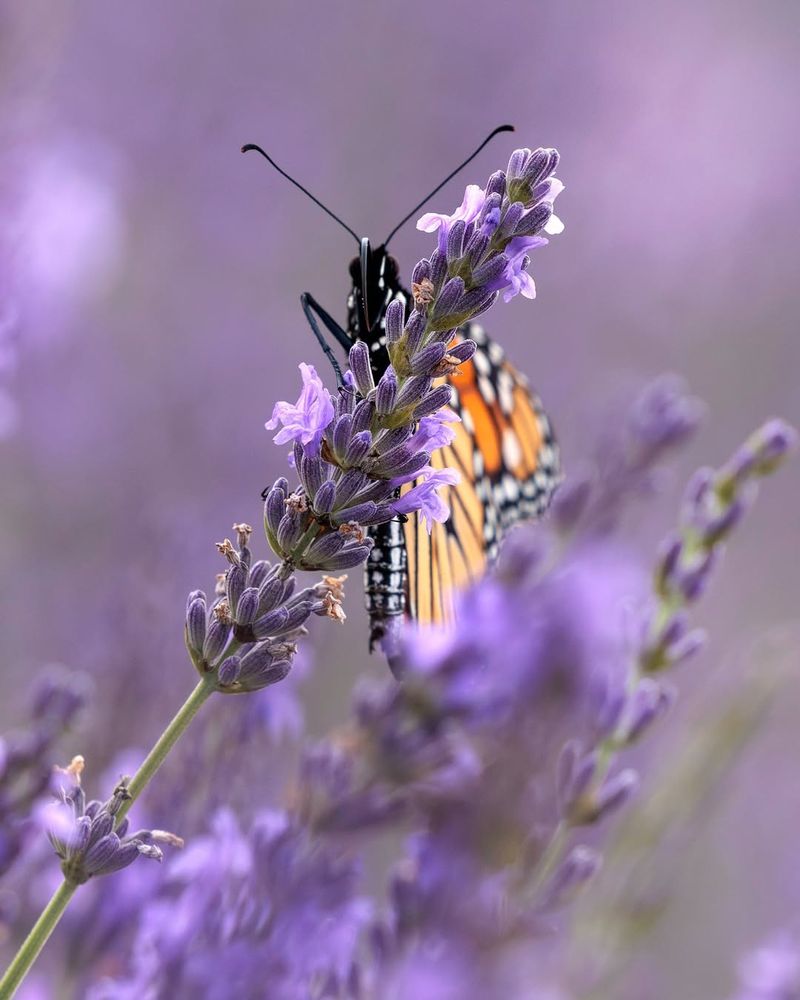 Attracts Butterflies And Helpful Pollinators