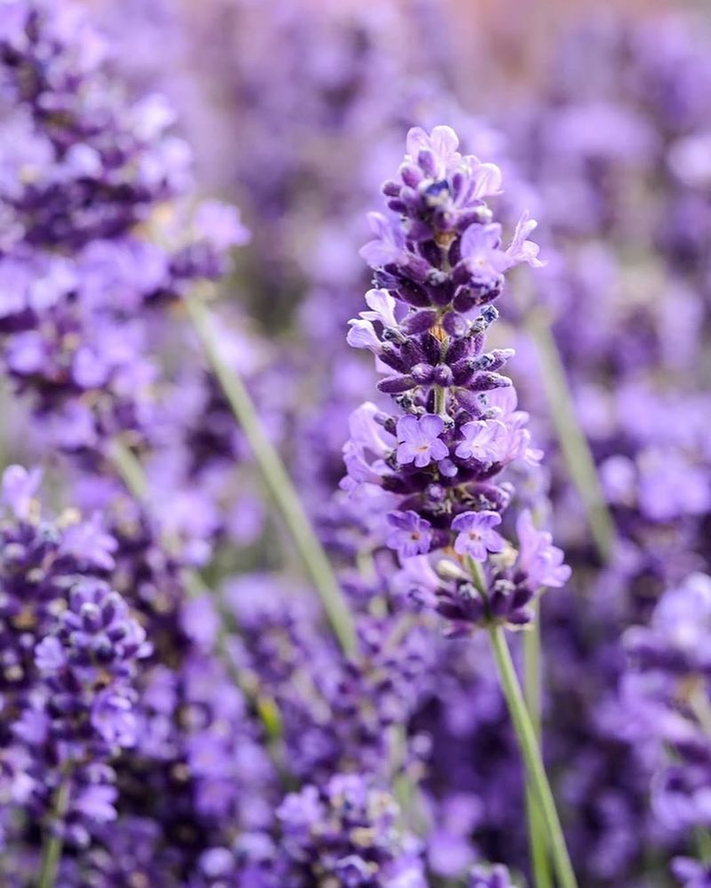 Beautiful Purple Blooms All Summer