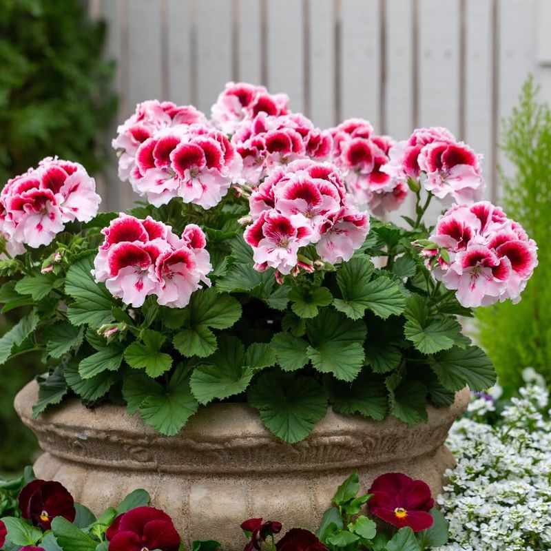 Adds Vibrant Color Variety