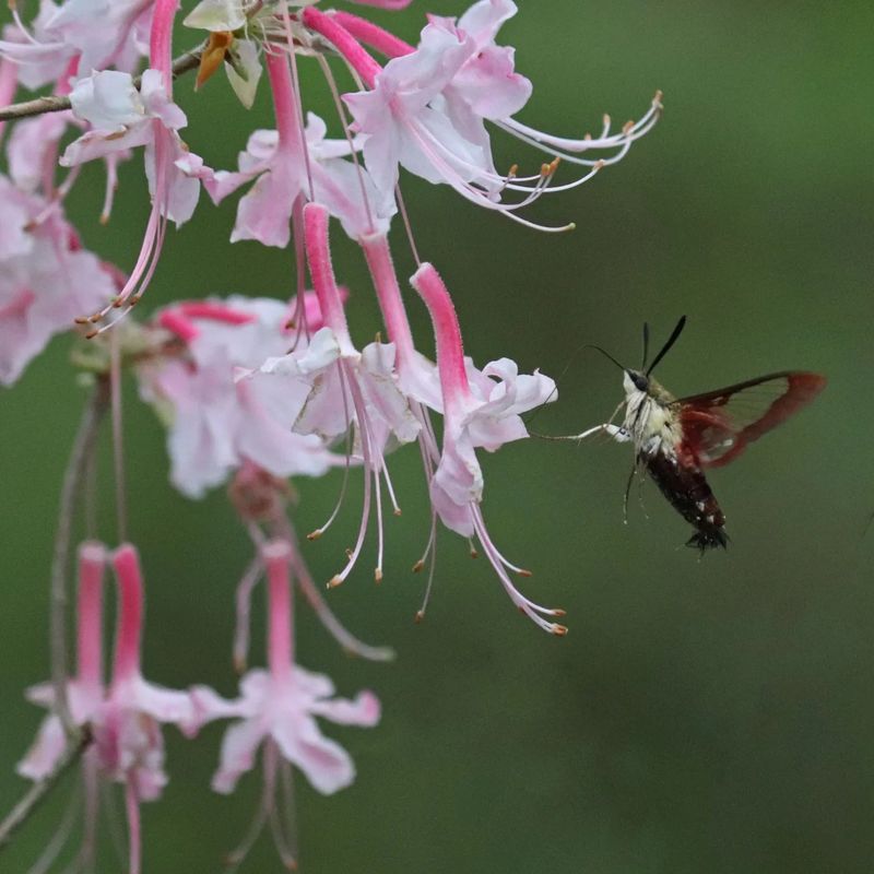 Attracts Butterflies And Hummingbirds To Your Yard