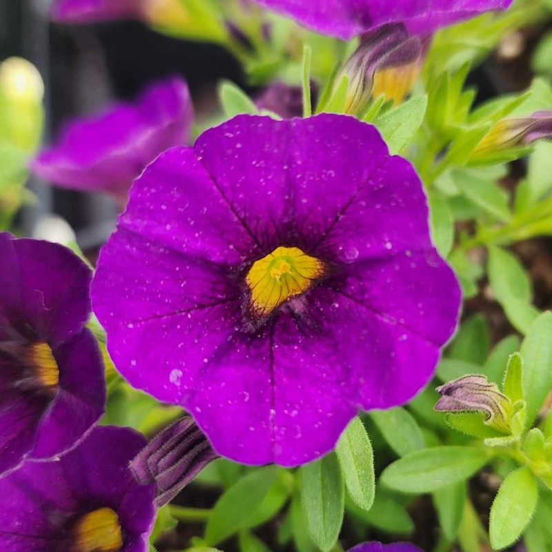 Petunias Bloom Non-Stop From Spring Through Fall