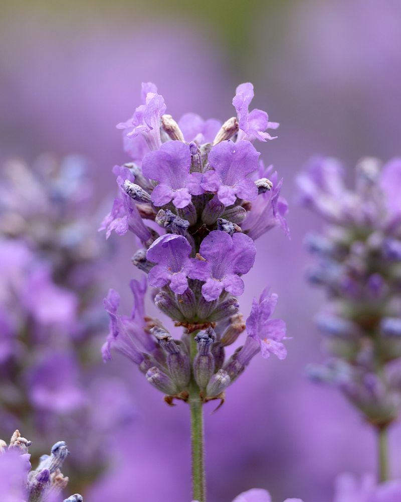 Provides Wonderful Fragrance