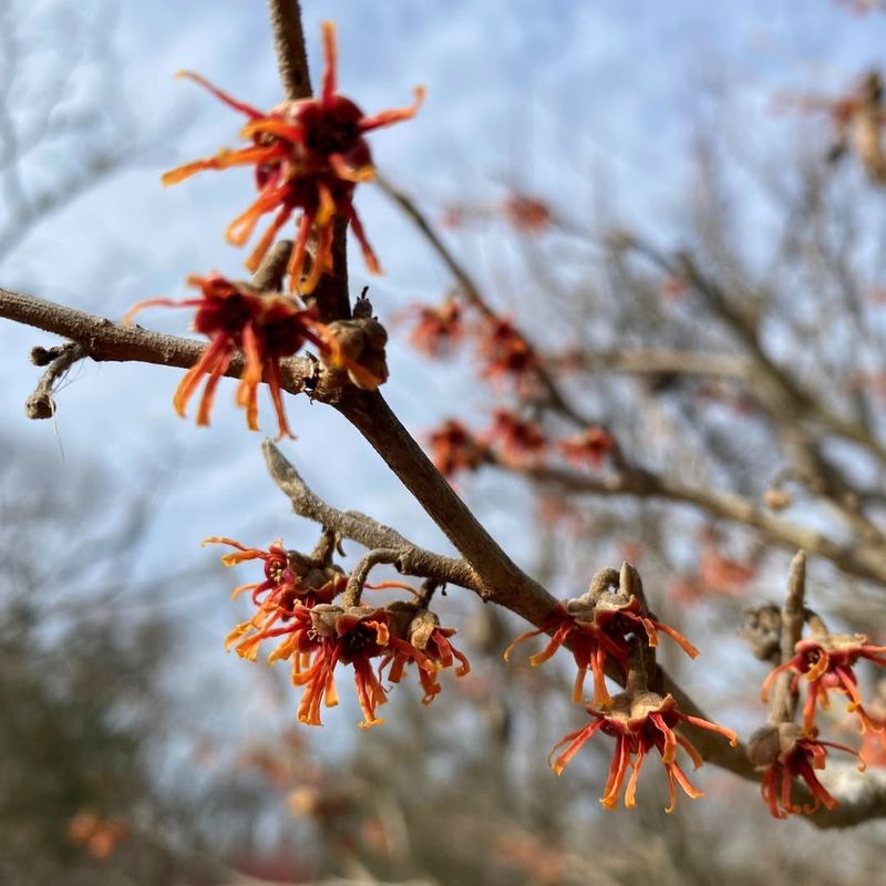 Attracts Winter Pollinators