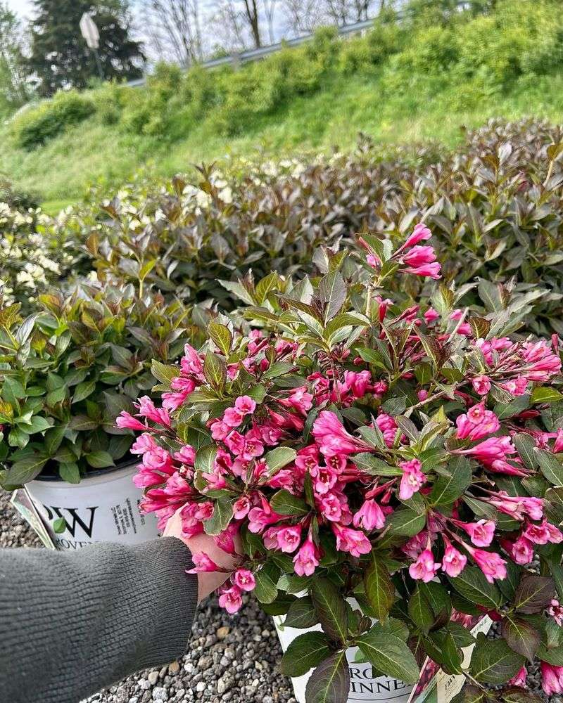 Attracts Hummingbirds and Butterflies