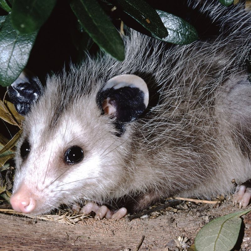 They Help Balance Soil Ecosystems