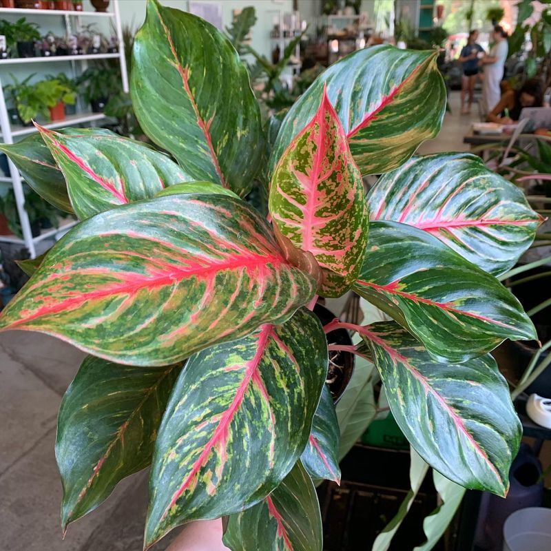 Aglaonema