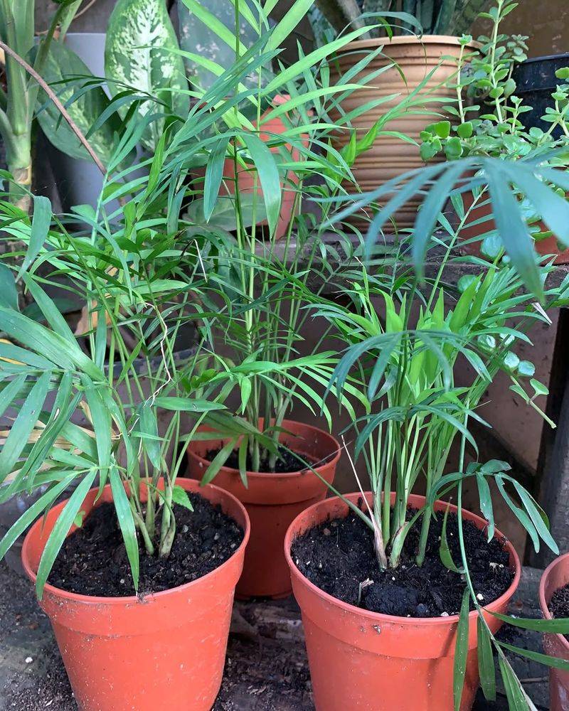 Parlor Palm