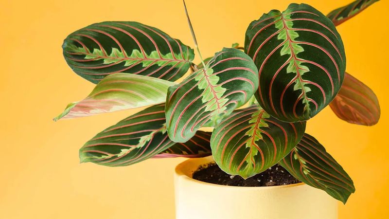 Prayer Plant: Night-Moving Marvel
