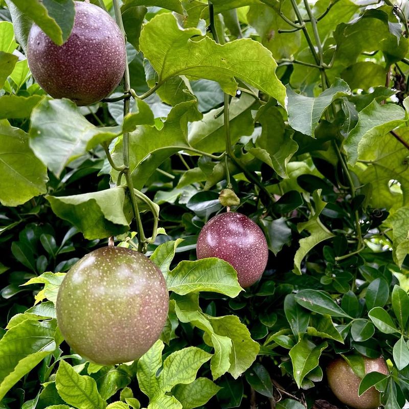 Passion Fruit