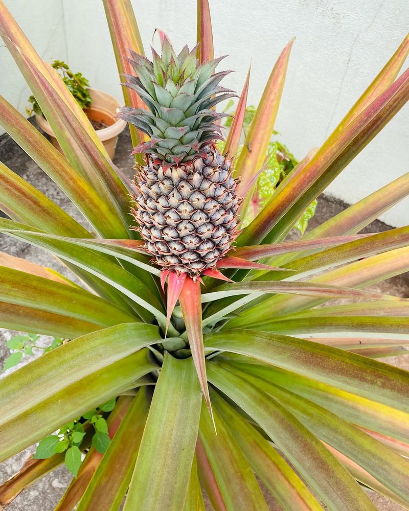 Pineapple Crown