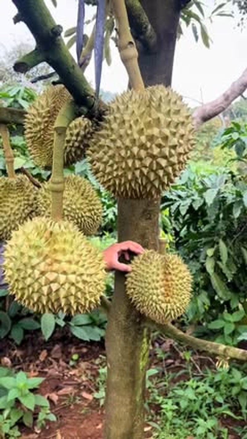 Durian