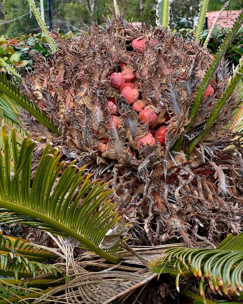 Sago Palm Seeds