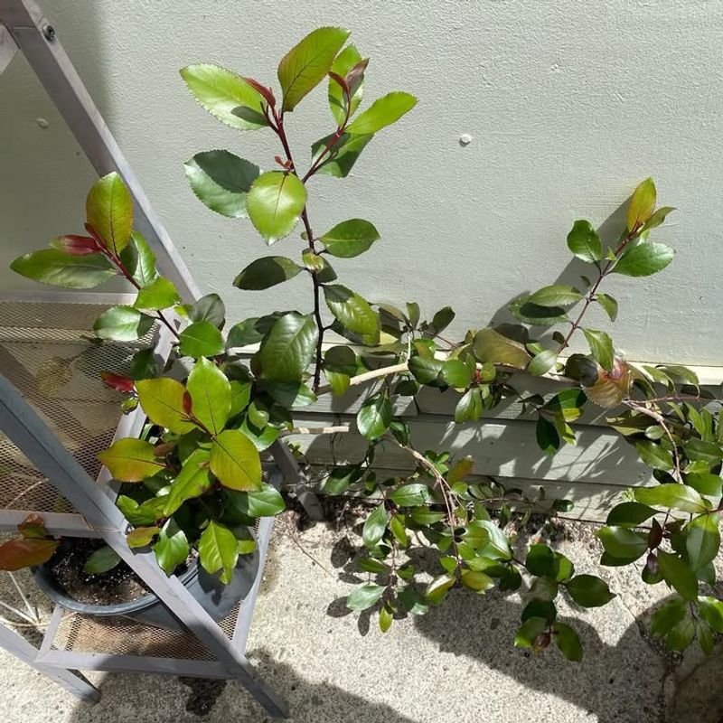 Khat Plants