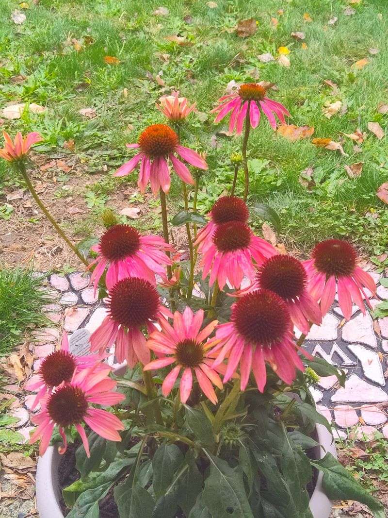 Cheyenne Spirit Coneflower