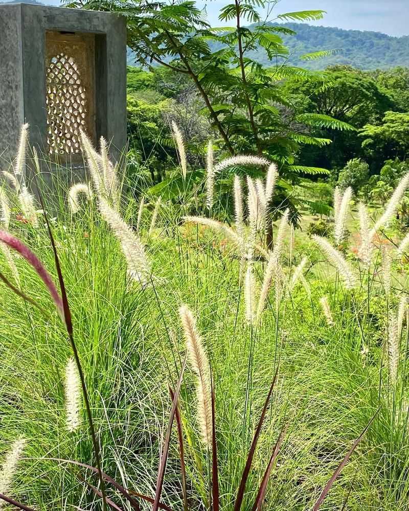Fountain Grass