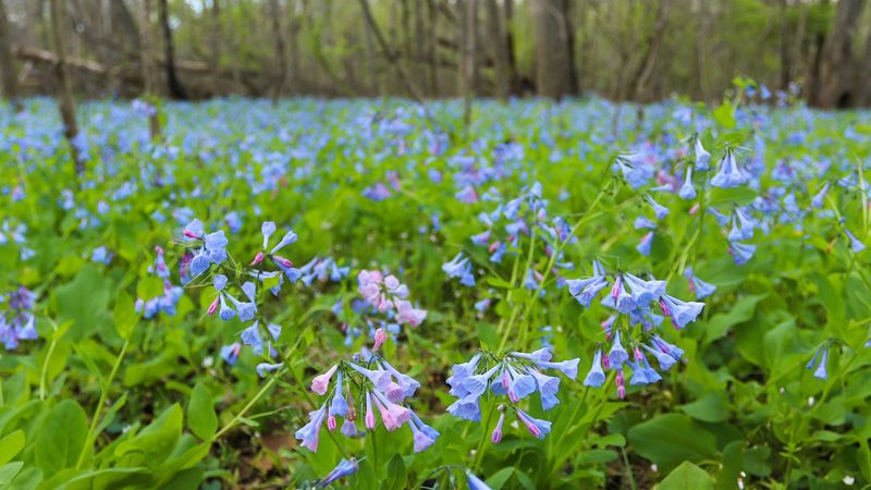Virginia Bluebells: Spring's Blue Symphony