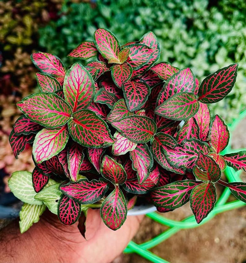 Nerve Plant