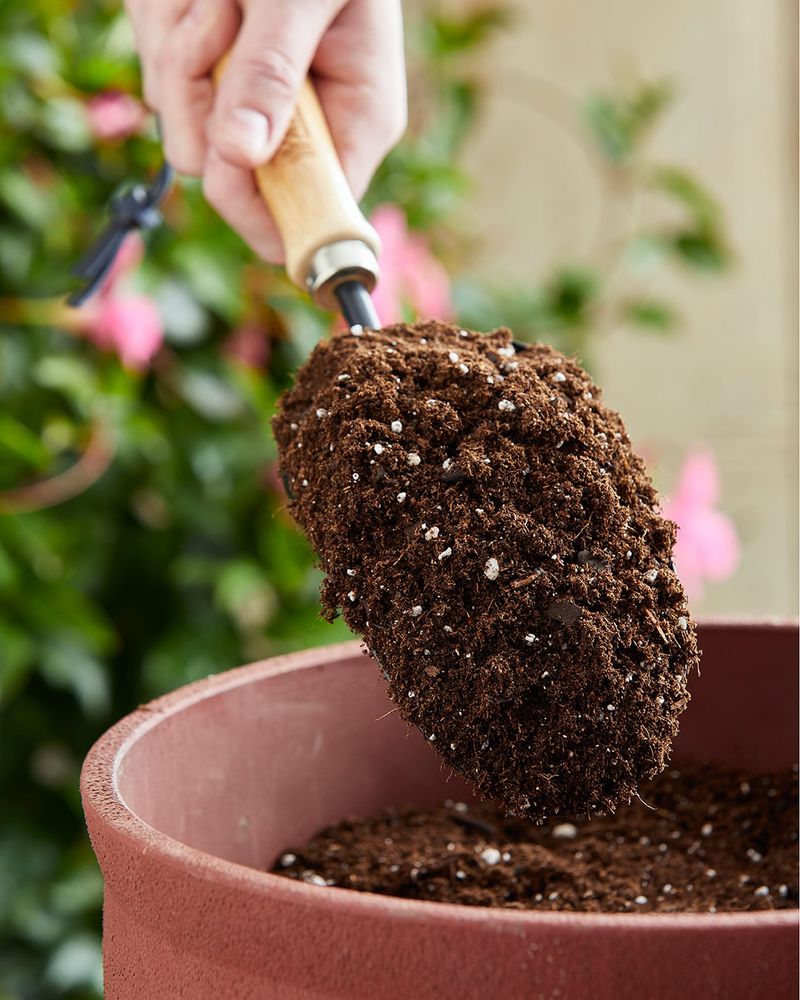 Choose Well-Draining Potting Mix