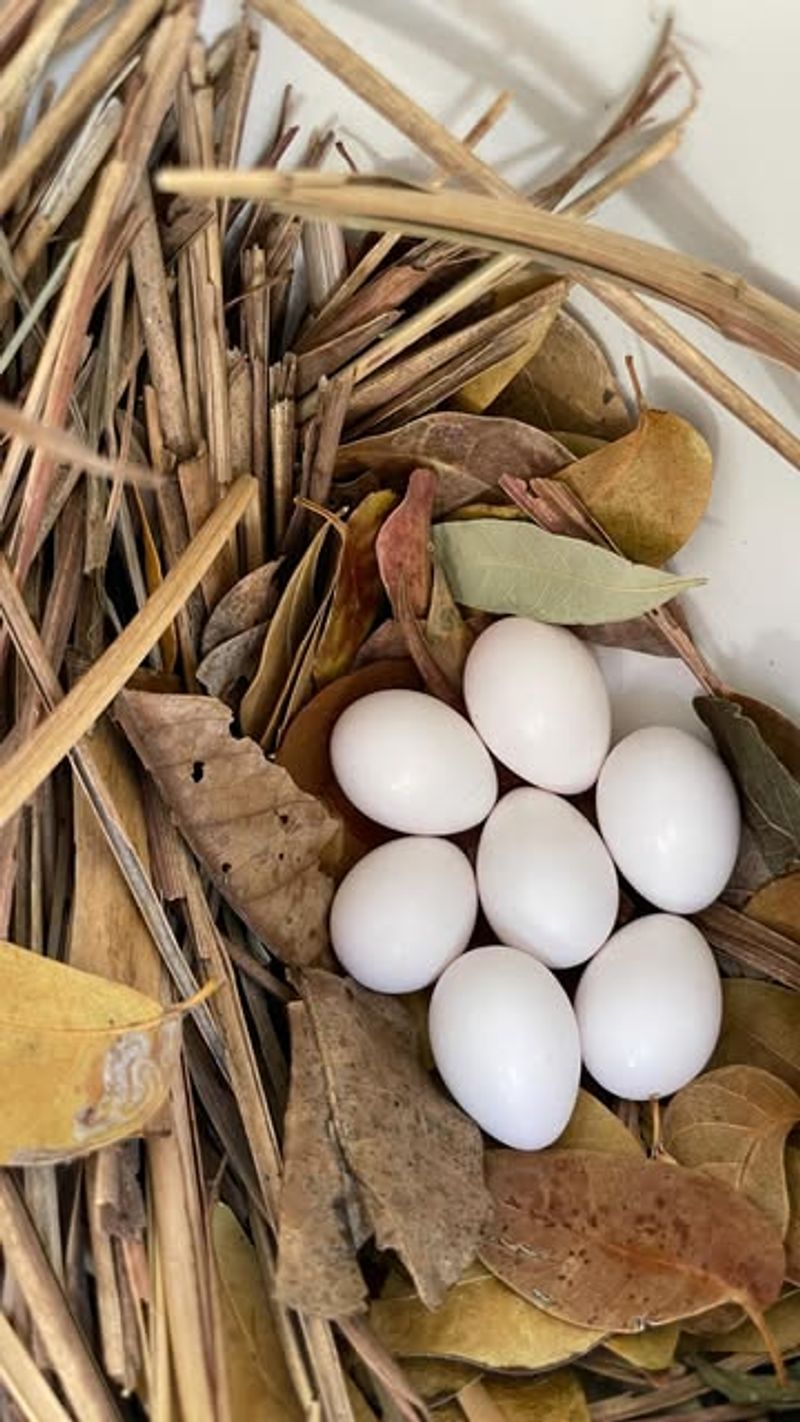 Offer Supplemental Nesting Materials