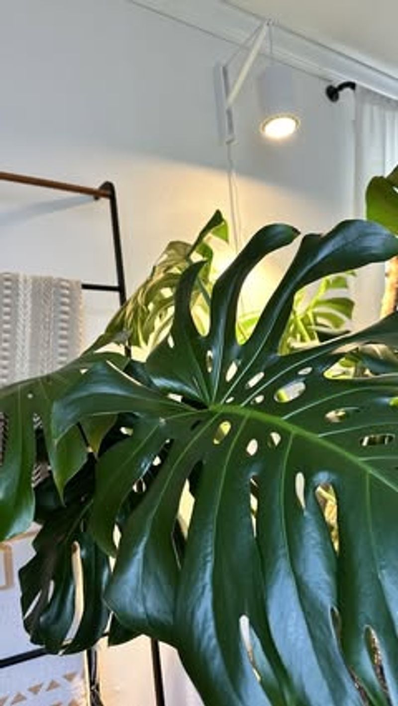 Adjust Light Exposure As Days Shorten