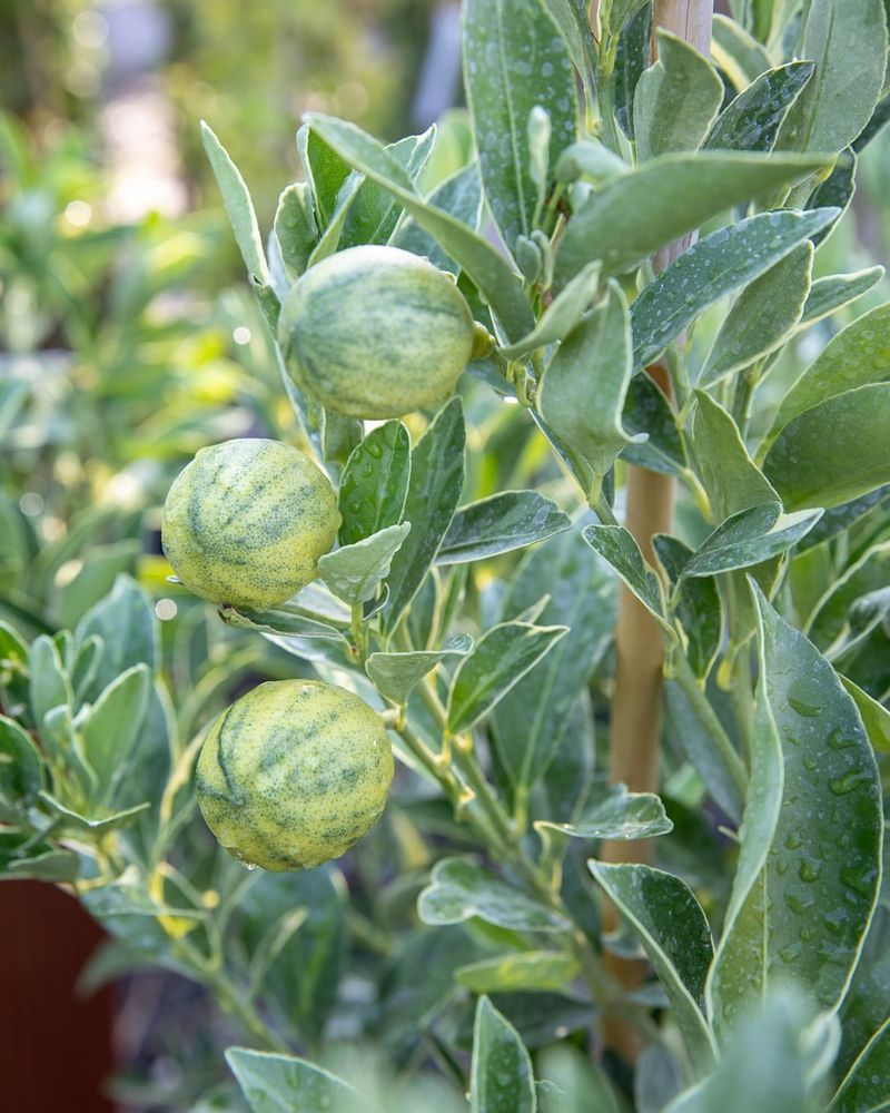 Feed With Citrus-Specific Fertilizer