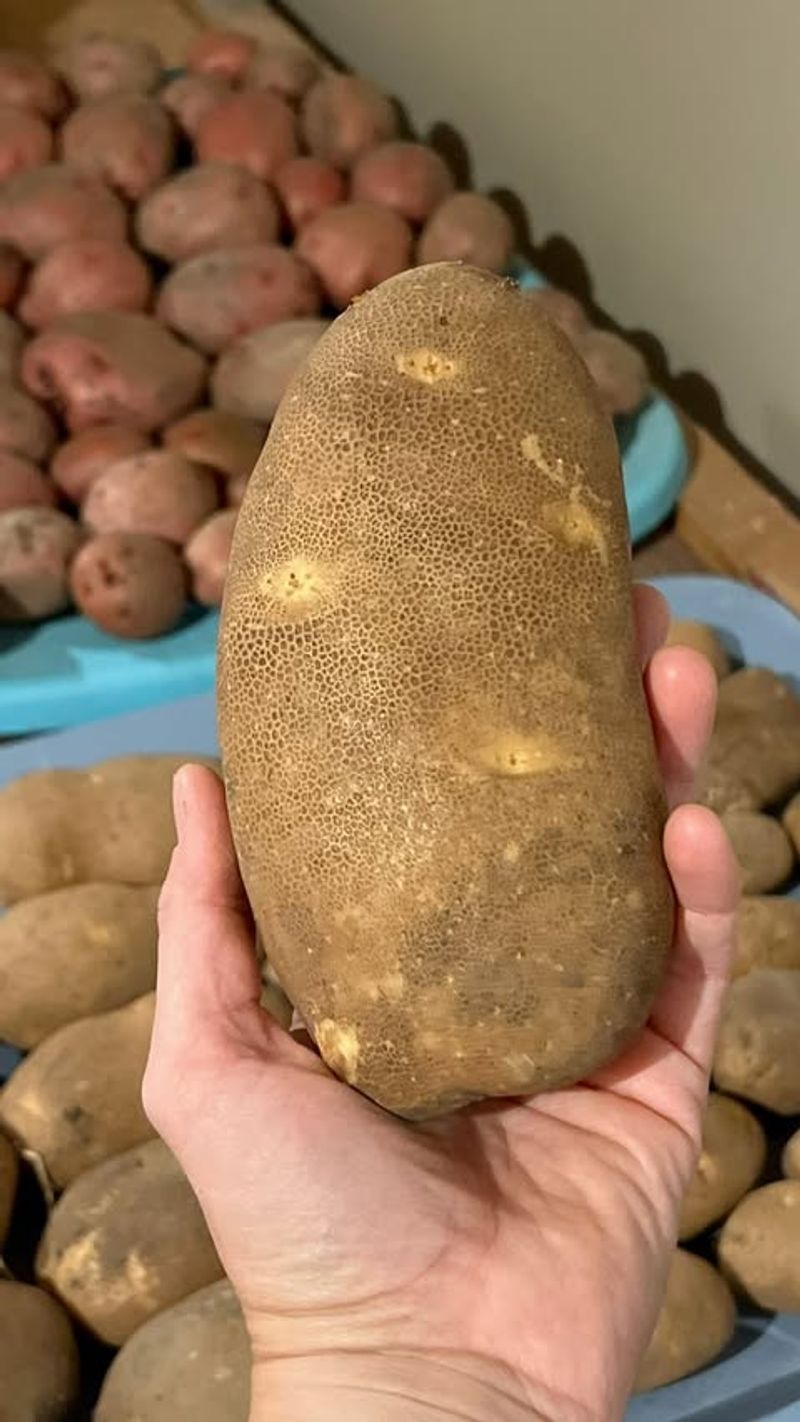 Spread Potatoes In Single Layers
