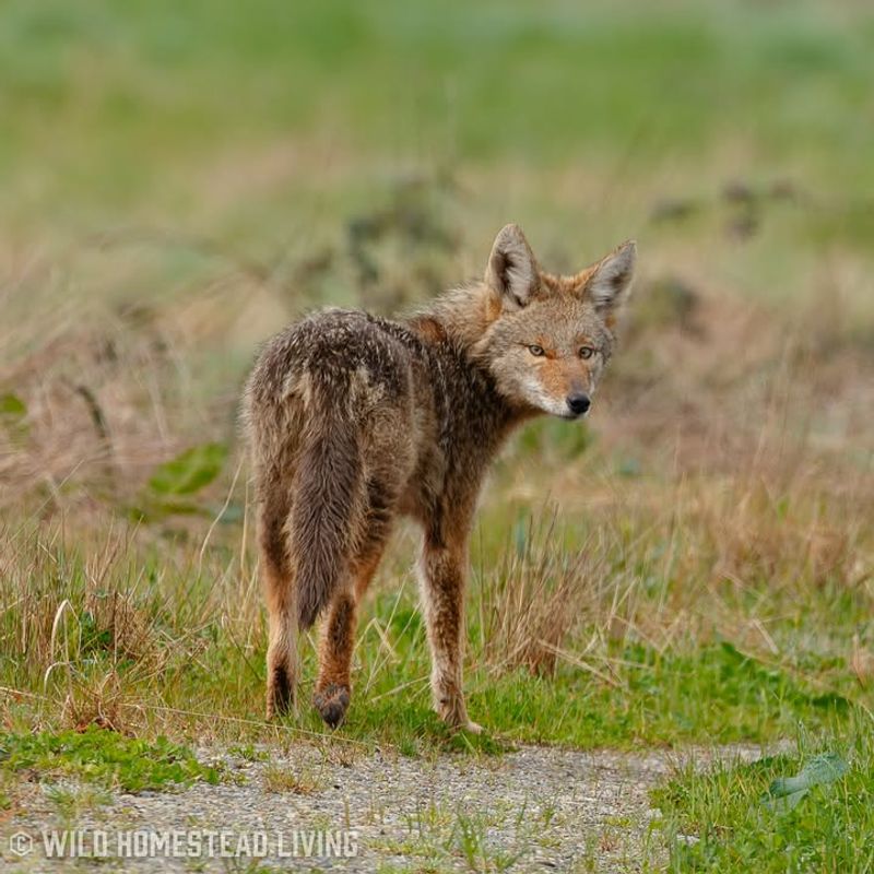 Throw Objects Near (Not At) The Coyote